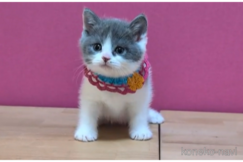 成約済の東京都のブリティッシュショートヘア-105337の2枚目